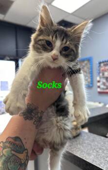 Domestic Medium Hair Cats Available for Adoption - Socks | PetCurious