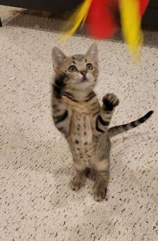 Breezy -  Domestic Short Hair Cat for Adoption in Duxbury, Massachusetts - Breezy | PetCurious