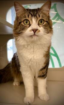 Domestic Long Hair Cats Available for Adoption in Buffalo, New York - Rambo | PetCurious