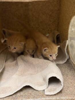 A1928386 -  Domestic Short Hair Cat for Adoption in Riverside, California - A1928386 | PetCurious