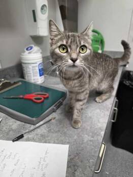 Desilu -  Domestic Short Hair Cat for Adoption in Sevierville, Tennessee - Desilu | PetCurious