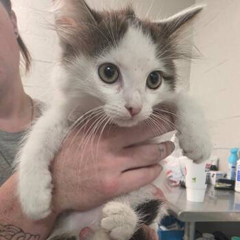 Guinny -  Domestic Short Hair Cat for Adoption in Clanton, Alabama - Guinny | PetCurious