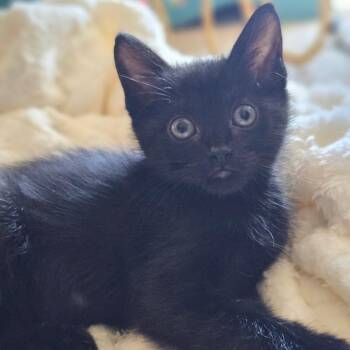 Domestic Medium Hair Cats Available for Adoption in Fort Worth, Texas - Nugget | PetCurious