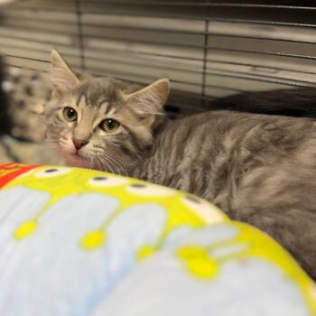 Ashby -  Domestic Medium Hair Cat for Adoption in Portage, Michigan - Ashby | PetCurious