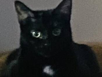 Domestic Short Hair Cats Available for Adoption in Kansas City, Missouri - Midnight | PetCurious