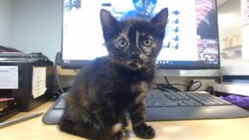 Domestic Short Hair Cats Available for Adoption - TINA | PetCurious