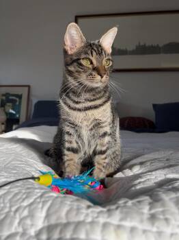 Abyssinian and Domestic Short Hair Cats Available for Adoption in Boca Raton, Florida - Kiki - LOCATED IN THE NE | PetCurious