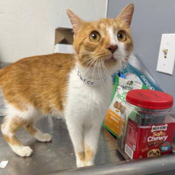 Domestic Short Hair Cats Available for Adoption in Birmingham, Alabama - Darcy | PetCurious