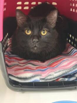 Shade -  Domestic Short Hair Cat for Adoption in Saint Paul, Minnesota - Shade | PetCurious