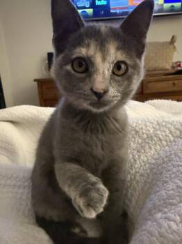 Smokey Bear -  Calico and Domestic Short Hair Cat for Adoption in Dallas, Texas - Smokey Bear | PetCurious