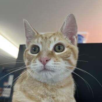 Mufasa -  Domestic Short Hair Cat for Adoption in Ruckersville, Virginia - Mufasa | PetCurious