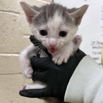 West -  Domestic Short Hair Cat for Adoption in Winston-salem, North Carolina - West | PetCurious