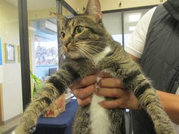GAIA -  Domestic Short Hair Cat for Adoption in Ocala, Florida - GAIA | PetCurious
