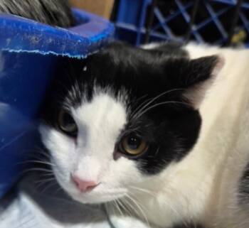 Rescue Domestic Short Hair Cats for Adoption in Cloquet, Minnesota - Saucey | PetCurious