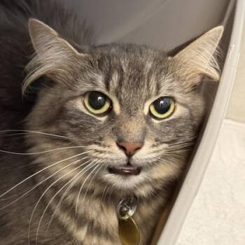 Devika -  Domestic Medium Hair Cat for Adoption in Lansing, Michigan - Devika | PetCurious