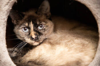 Rescue Domestic Short Hair Cats for Adoption in Maumee, Ohio - Jumpy | PetCurious