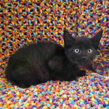 TRU-Stray-31489 -  Domestic Short Hair Cat for Adoption in Mt. Juliet, Tennessee - TRU-Stray-31489 | PetCurious
