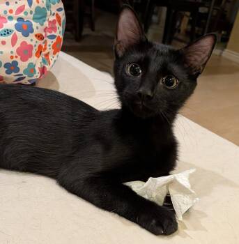 Panther -  Domestic Short Hair Cat for Adoption in San Tan Valley, Arizona - Panther | PetCurious