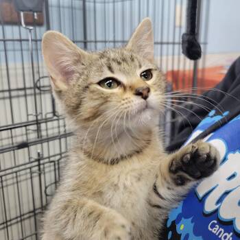 Domestic Short Hair Cats Available for Adoption - Crystle | PetCurious