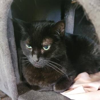 Rescue American Shorthair Cats for Adoption in Harrisville, Utah - Pearl | PetCurious