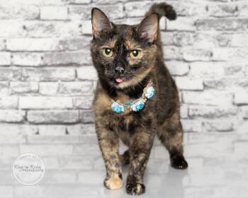 Misty -  Tortoiseshell and Domestic Short Hair Cat for Adoption in Tuscaloosa, Alabama - Misty | PetCurious