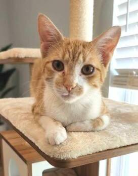 Tabby Cats Available for Adoption - Ian (orange And White), Neville And Angus (Orange) | PetCurious