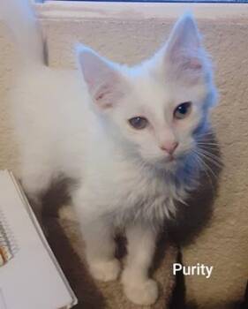 Purity -  Domestic Medium Hair Cat for Adoption in North Highlands, California - Purity | PetCurious
