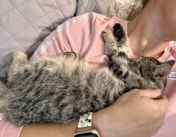 Rescue Domestic Short Hair Cats for Adoption in Fort Worth, Texas - Glinda (pre Adopt) | PetCurious