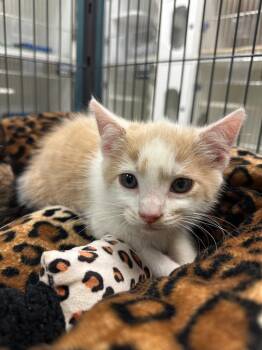 Everest (Hartman) -  Domestic Short Hair Cat for Adoption in Johnson City, Tennessee - Everest (Hartman) | PetCurious