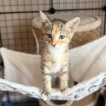 Muffin -  Domestic Short Hair Cat for Adoption in Silver Spring, Maryland - Muffin | PetCurious