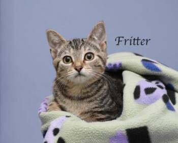Fritter -  Domestic Short Hair Cat for Adoption in Parma, Ohio - Fritter | PetCurious