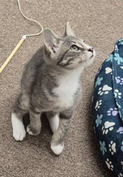 Jerry -  Domestic Short Hair Cat for Adoption in South Bend, Indiana - Jerry | PetCurious