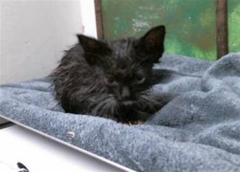 Domestic Short Hair Cats Available for Adoption in Houston, Texas - CHAI | PetCurious