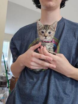 Nellie -  Domestic Short Hair Cat for Adoption in Rossville, Georgia - Nellie | PetCurious