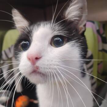Yin Yang -  Domestic Short Hair Cat for Adoption in Austin, Texas - Yin Yang | PetCurious
