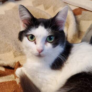 Rescue Domestic Short Hair Cats for Adoption in Hendersonville, North Carolina - Butter Bean | PetCurious