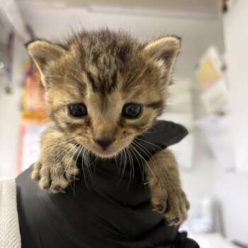 Rescue Domestic Medium Hair Cats for Adoption in New York, New York - Firelily | PetCurious