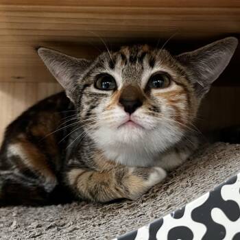 Donut -  Domestic Short Hair Cat for Adoption in Yucca Valley, California - Donut | PetCurious