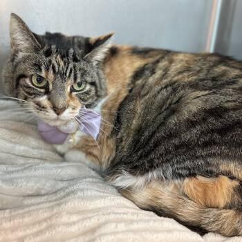 Domestic Short Hair Cats Available for Adoption in Matteson, Illinois - Superior | PetCurious