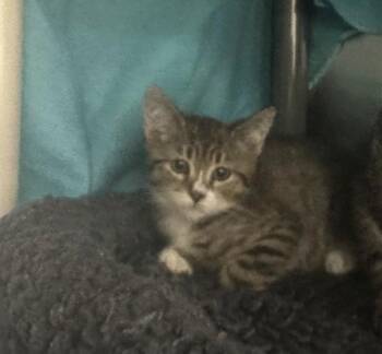 Betamax -  Domestic Short Hair Cat for Adoption in Sherwood, Oregon - Betamax | PetCurious