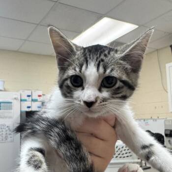 Domestic Short Hair Cats Available for Adoption in Middleburg, Florida - Wild Cherry (Black Collar) 28508 | PetCurious