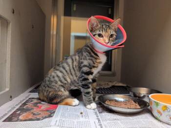 Jojo -  Domestic Short Hair Cat for Adoption in Rowlett, Texas - Jojo | PetCurious
