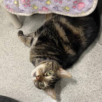 Xerxes -  Domestic Short Hair Cat for Adoption in Chicago, Illinois - Xerxes | PetCurious