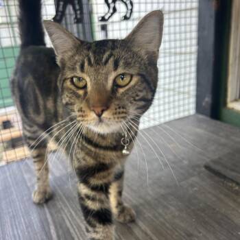 Mr chunks -  Domestic Short Hair Cat for Adoption in Veneta, Oregon - Mr Chunks | PetCurious