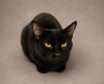 Rue -  Domestic Short Hair Cat for Adoption in Stafford, Virginia - Rue | PetCurious