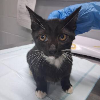 Alina -  Domestic Short Hair Cat for Adoption in Summerville, South Carolina - Alina | PetCurious