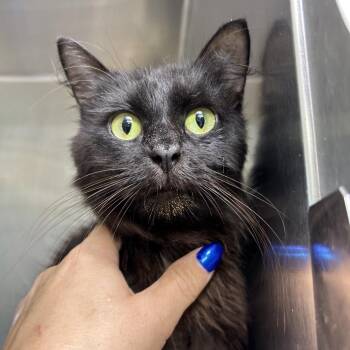 Millie -  Domestic Long Hair Cat for Adoption in Leander, Texas - Millie | PetCurious