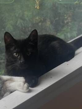 August & Autumn -  Domestic Short Hair Cat for Adoption in Andover, Connecticut - August & Autumn | PetCurious