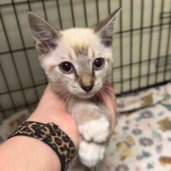 Saber -  Siamese Cat for Adoption in Bronson, Florida - Saber | PetCurious