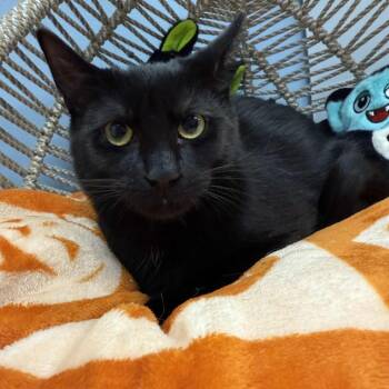 Rescue Domestic Short Hair Cats for Adoption in Pasadena, Maryland - Arcee | PetCurious